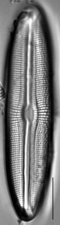 Muelleria tetonensis LM1