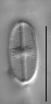 Psammothidium scoticum LM2