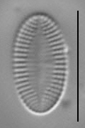 Psammothidium levanderi LM4