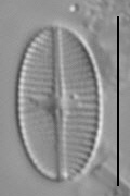 Psammothidium levanderi LM3