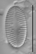 Psammothidium levanderi LM1