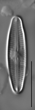 Nupela subrostrata LM6