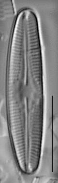 Nupela subrostrata LM3