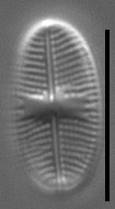 Psammothidium pennsylvanicum LM6