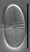 Psammothidium pennsylvanicum LM5