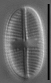 Psammothidium pennsylvanicum LM4