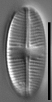 Psammothidium pennsylvanicum LM2