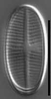 Psammothidium pennsylvanicum LM1