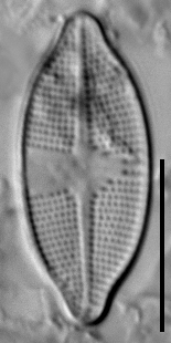 Psammothidium harveyi LM5