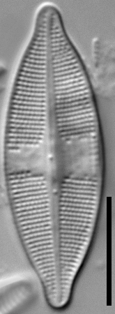 Psammothidium harveyi LM4