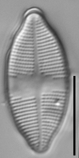 Psammothidium harveyi LM2