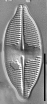 Psammothidium harveyi LM1