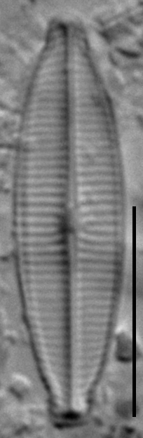 Craticula accomoda LM7