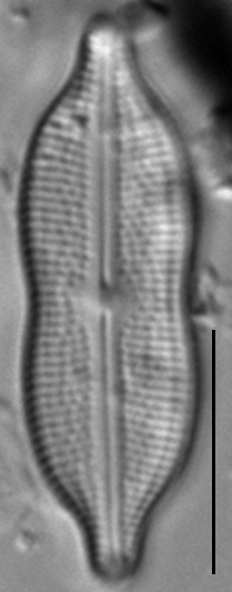 Neidiomorpha binodiformis LM3