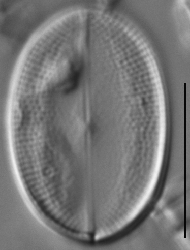 Cocconeis pseudothumensis LM4