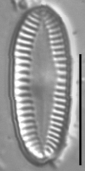 Platessa hustedtii LM4