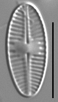 Platessa hustedtii LM2