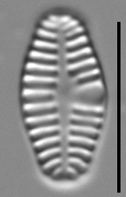 Planothidium haynaldii LM7