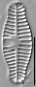 Planothidium haynaldii LM6