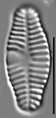 Planothidium haynaldii LM5