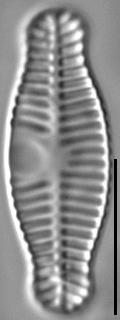 Planothidium haynaldii LM4