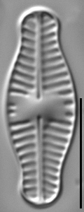 Planothidium haynaldii LM2