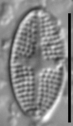 Psammothidium semiapertum LM5