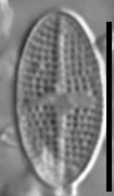 Psammothidium semiapertum LM4