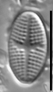 Psammothidium semiapertum LM2