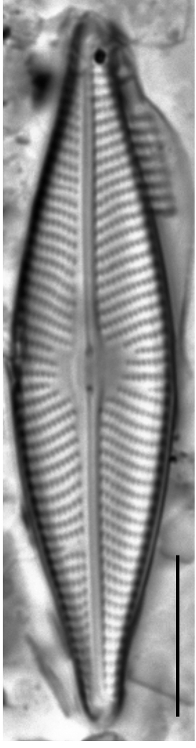 Navicula trivialis LM6