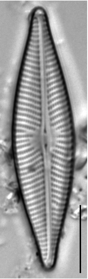 Navicula trivialis LM4