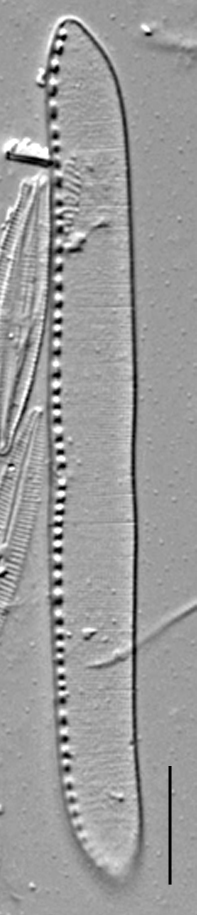 Nitzschia kurzeana LM3