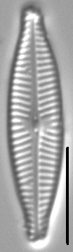 Navicula aitchelbee LM4