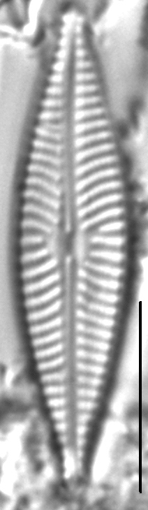 Navicula cryptofallax LM1