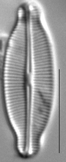 Navicula detenta LM7