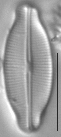 Navicula detenta LM3