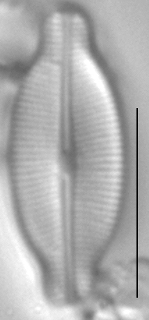 Navicula detenta LM1