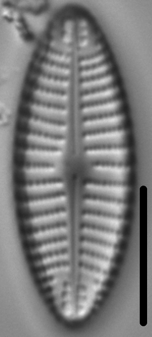 Navicula cascadensis LM1