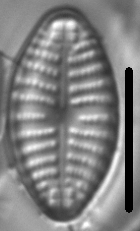 Navicula cascadensis LM3