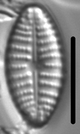 Navicula cascadensis LM5