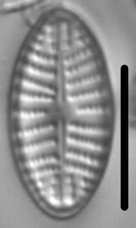 Navicula cascadensis LM4