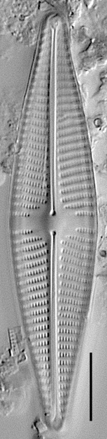 Navicula freesei LM3