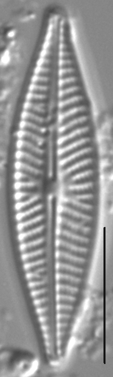 Navicula supleeorum LM4