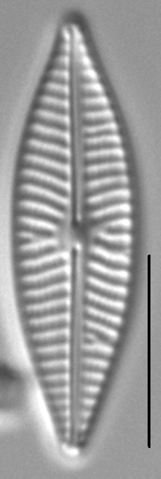 Navicula supleeorum LM1