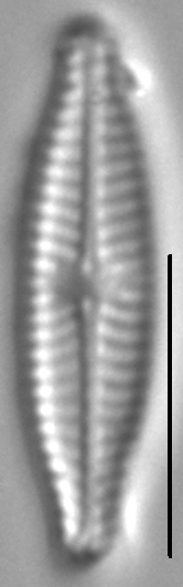 Navicula trilatera LM4