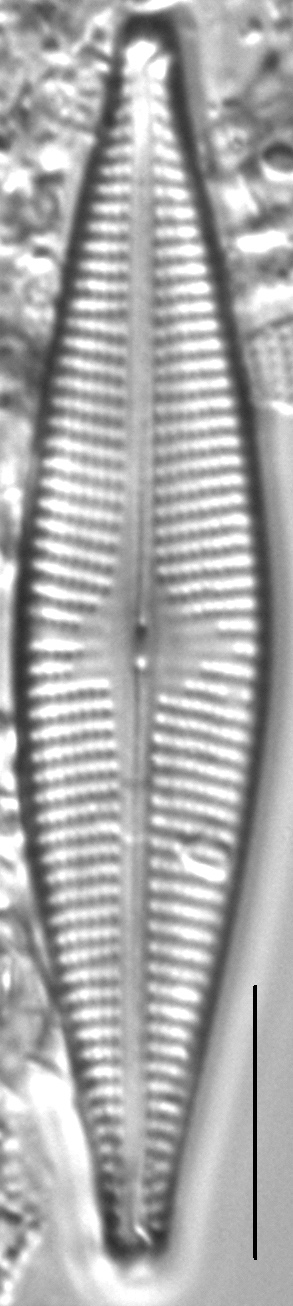 Navicula cryptocephaloides LM7