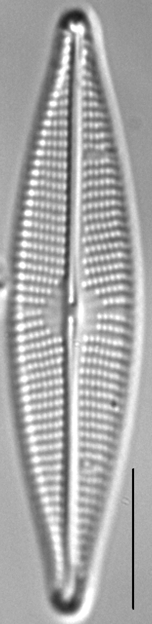 Navicula cryptocephaloides LM6