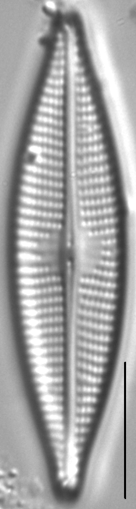 Navicula cryptocephaloides LM4