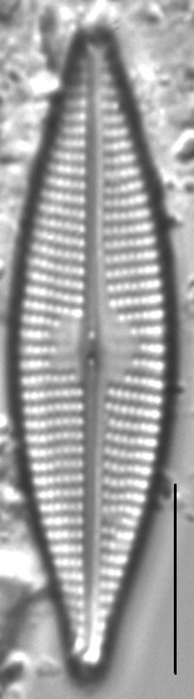 Navicula cryptocephaloides LM3