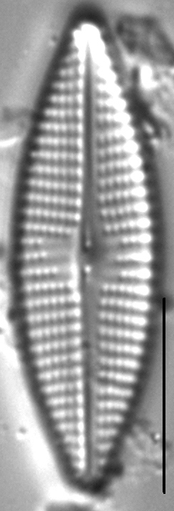 Navicula cryptocephaloides LM1